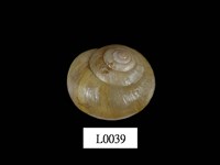 藏品(球蝸牛)的圖片